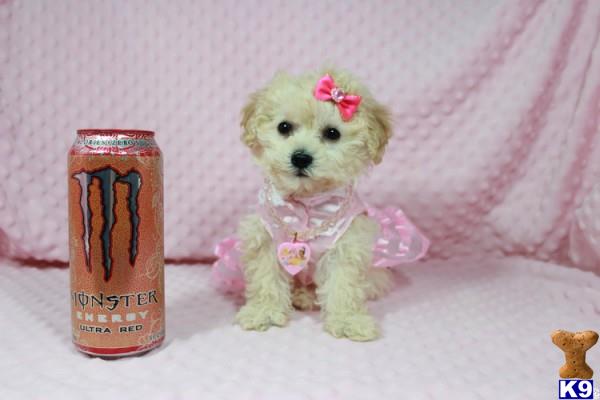 lvpuppyheaven Picture 1